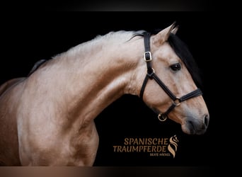PRE Mix, Hengst, 4 Jahre, 164 cm, Falbe