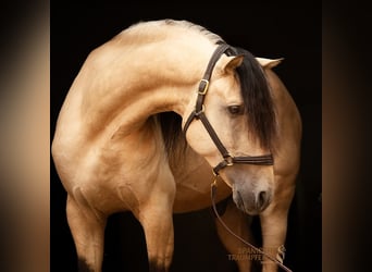 PRE Mix, Hengst, 4 Jahre, 164 cm, Falbe