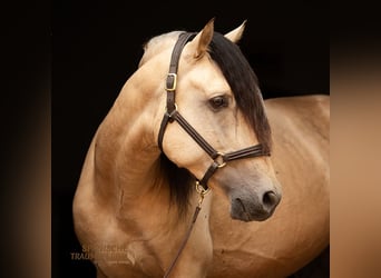 PRE Mix, Hengst, 4 Jahre, 164 cm, Falbe