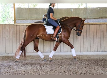 PRE Mix, Hengst, 4 Jahre, 164 cm, Fuchs