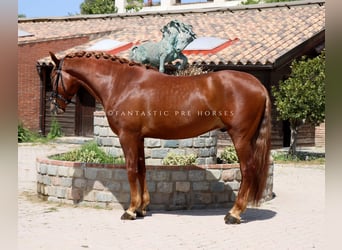 PRE Mix, Hengst, 4 Jahre, 164 cm, Fuchs