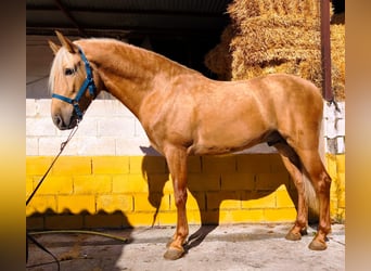 PRE, Hengst, 4 Jahre, 164 cm, Palomino