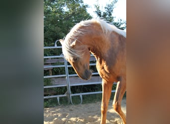 PRE Mix, Hengst, 4 Jahre, 164 cm, Palomino