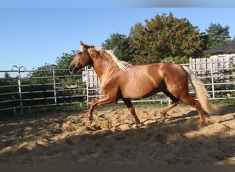 PRE Mix, Hengst, 4 Jahre, 164 cm, Palomino