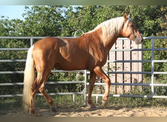PRE Mix, Hengst, 4 Jahre, 164 cm, Palomino