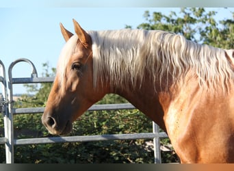 PRE Mix, Hengst, 4 Jahre, 164 cm, Palomino