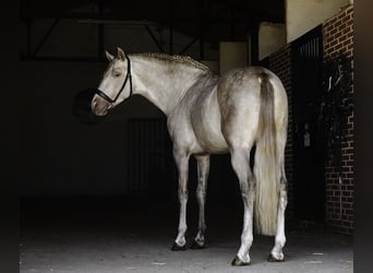 PRE Mix, Hengst, 4 Jahre, 164 cm, Pearl