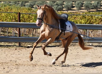 PRE, Hengst, 4 Jahre, 164 cm, Pearl