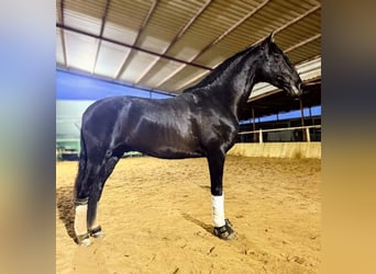 PRE, Hengst, 4 Jahre, 164 cm, Rappe