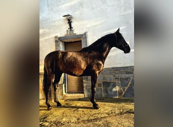 PRE, Hengst, 4 Jahre, 164 cm, Rappe