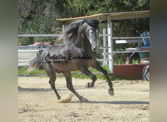 PRE Mix, Hengst, 4 Jahre, 164 cm, Rappschimmel