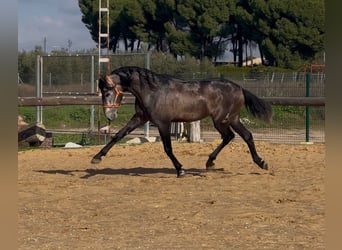 PRE Mix, Hengst, 4 Jahre, 164 cm, Rappschimmel
