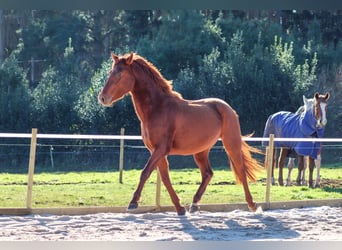 PRE, Hengst, 4 Jahre, 164 cm, Rotfuchs