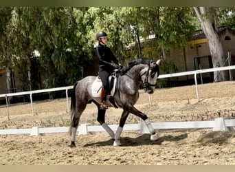 PRE Mix, Hengst, 4 Jahre, 164 cm, Schimmel