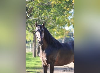 PRE, Hengst, 4 Jahre, 164 cm, Schimmel