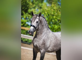 PRE Mix, Hengst, 4 Jahre, 164 cm, Schimmel