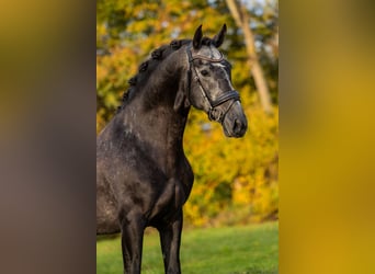 PRE, Hengst, 4 Jahre, 165 cm, Blauschimmel