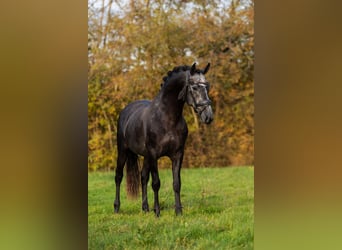 PRE, Hengst, 4 Jahre, 165 cm, Blauschimmel