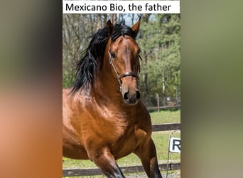 PRE, Hengst, 4 Jahre, 165 cm, Brauner