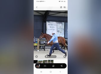 PRE, Hengst, 4 Jahre, 165 cm, Brauner