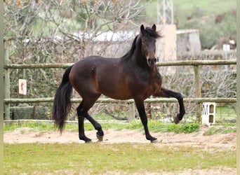 PRE Mix, Hengst, 4 Jahre, 165 cm, Brauner