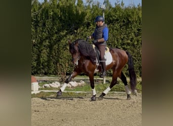 PRE Mix, Hengst, 4 Jahre, 165 cm, Brauner