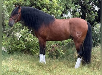 PRE Mix, Hengst, 4 Jahre, 165 cm, Brauner