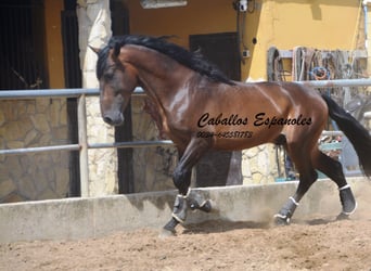 PRE Mix, Hengst, 4 Jahre, 165 cm, Brauner