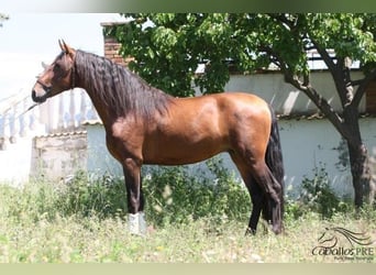 PRE, Hengst, 4 Jahre, 165 cm, Brauner