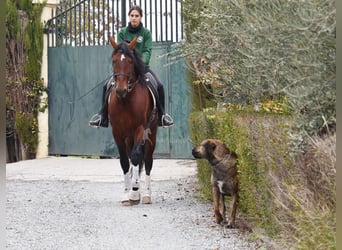 PRE Mix, Hengst, 4 Jahre, 165 cm, Brauner
