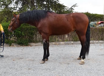 PRE Mix, Hengst, 4 Jahre, 165 cm, Brauner