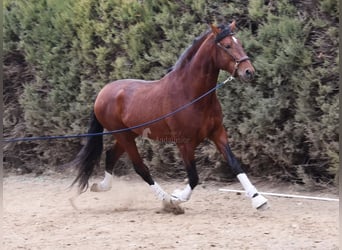PRE Mix, Hengst, 4 Jahre, 165 cm, Brauner
