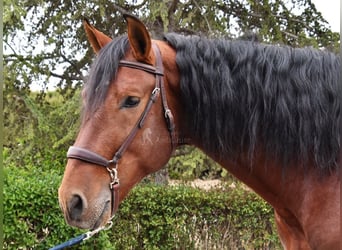 PRE Mix, Hengst, 4 Jahre, 165 cm, Brauner