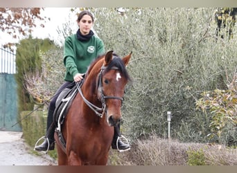 PRE Mix, Hengst, 4 Jahre, 165 cm, Brauner