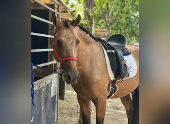 PRE, Hengst, 4 Jahre, 165 cm, Buckskin
