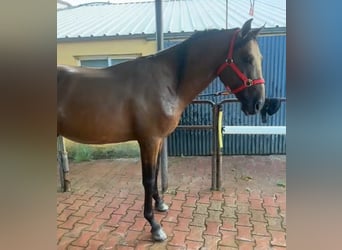 PRE, Hengst, 4 Jahre, 165 cm, Buckskin