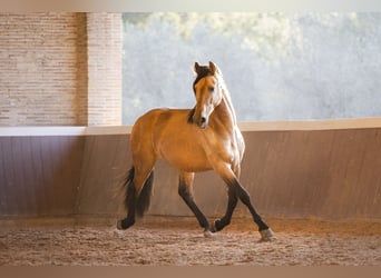 PRE Mix, Hengst, 4 Jahre, 165 cm, Buckskin