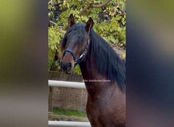 PRE Mix, Hengst, 4 Jahre, 165 cm, Dunkelbrauner