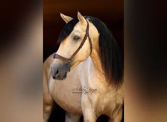 PRE, Hengst, 4 Jahre, 165 cm, Falbe