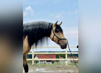PRE Mix, Hengst, 4 Jahre, 165 cm, Falbe