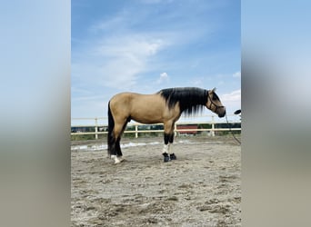 PRE Mix, Hengst, 4 Jahre, 165 cm, Falbe