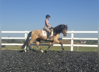 PRE Mix, Hengst, 4 Jahre, 165 cm, Falbe