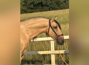 PRE, Hengst, 4 Jahre, 165 cm, Falbe