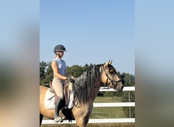 PRE Mix, Hengst, 4 Jahre, 165 cm, Falbe
