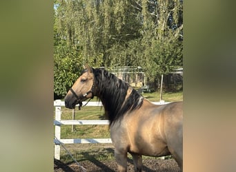 PRE Mix, Hengst, 4 Jahre, 165 cm, Falbe