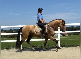 PRE, Hengst, 4 Jahre, 165 cm, Falbe