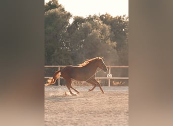 PRE, Hengst, 4 Jahre, 165 cm, Fuchs