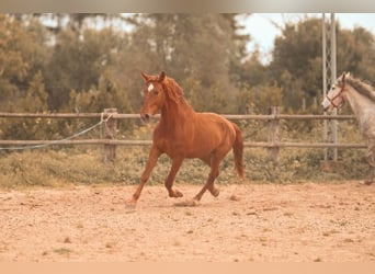 PRE, Hengst, 4 Jahre, 165 cm, Fuchs