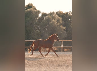 PRE, Hengst, 4 Jahre, 165 cm, Fuchs