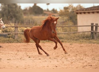 PRE, Hengst, 4 Jahre, 165 cm, Fuchs